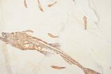 Incredible Fossil Shark (Pararhincodon) - Lebanon #10885-3